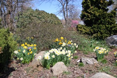 Daffodils - Rock Garden