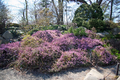 Spring Heath Heather - Rock Garden