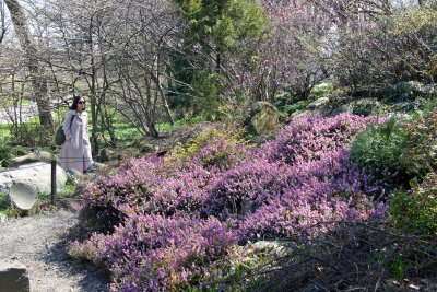 Spring Heath Heather - Rock Garden