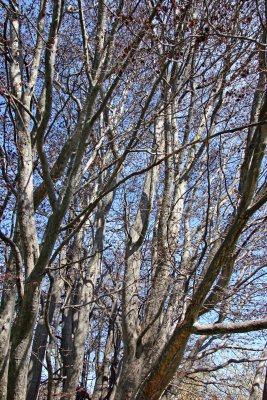 Persian Ironwood Tree