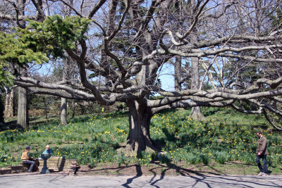 Oak Tree on Daffodil Hill