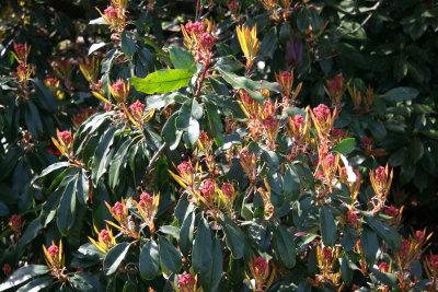 Photinia Budding Blossoms