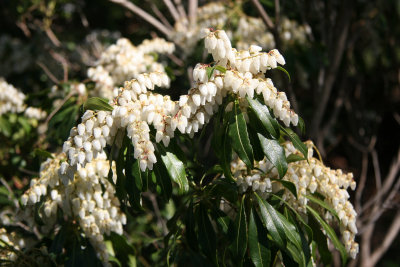 Pieris