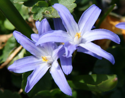Chionodoxia or Starflower