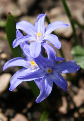 Chionodoxia or Starflower