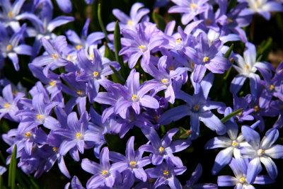 Chionodoxia or Glory of the Snow