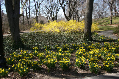 Daffodils, Ivy & Forsythia