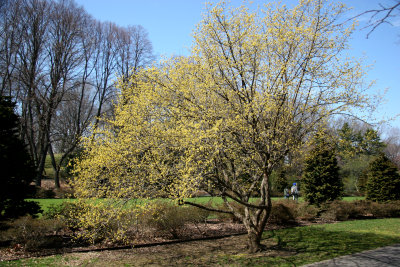 Cornus mas Dogwood