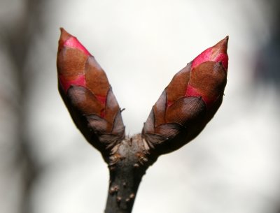 Buckeye Tree Buds