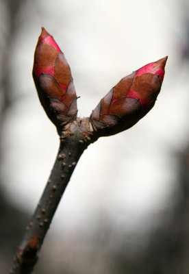 Buckeye Tree Buds