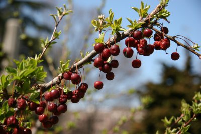 Crab Apple Tree - Last Years Fruit and Spring Buds