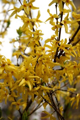 Forsythia