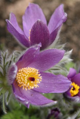 Pulsatilla vulgaris - Ranunculus