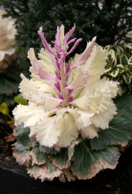 Ornamental Cabbage