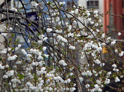 Prunus Tree Blossoms at NYU Washington Square East Gallery