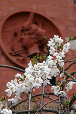 Prunus Tree Blossoms at NYU Washington Square East Gallery