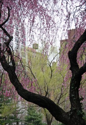 Cherry Tree Blossoms & a Willow Tree