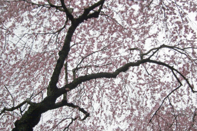 Cherry Trees in Bloom