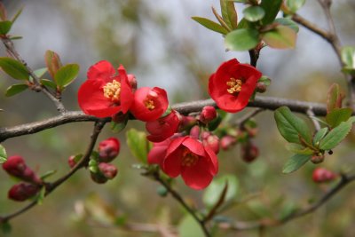 Quince Bush Blossoms - Harlem Meer