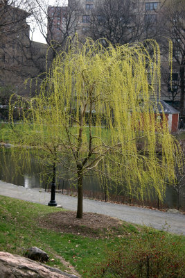 Willow Tree - Harlem Meer