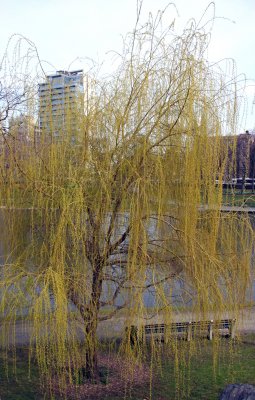 Willow Tree - Harlem Meer