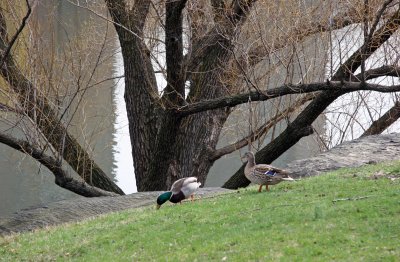 Ducks on the Harlem Meer Shore