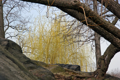 Willow Tree Window Near Fort Fish - Harlem Meer