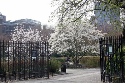 Harlem Meer Gate & Magnolia Trees - Conservatory Gardens