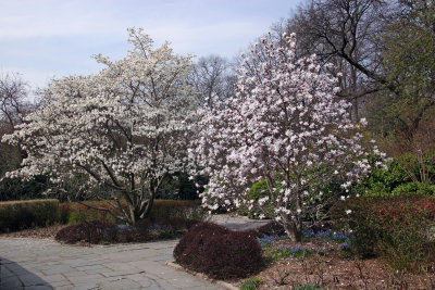 Magnolia Trees - Conservatory Gardens