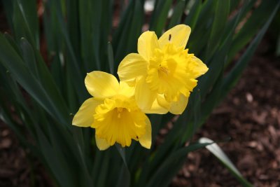 Daffodils - Conservatory Gardens