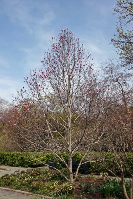Magnolia Tree - Conservatory Gardens