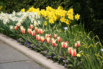 Tulips & Daffodils - Conservatory Gardens