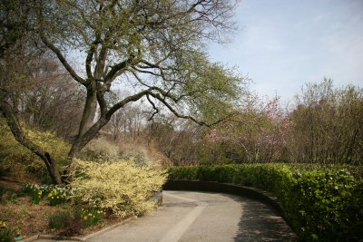Winter Hazel & Daffodils - Conservatory Gardens