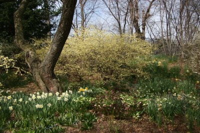 Winter Hazel, Daffodils & Helleborus - Conservatory Gardens