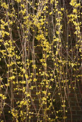 Forsythia - Conservatory Gardens