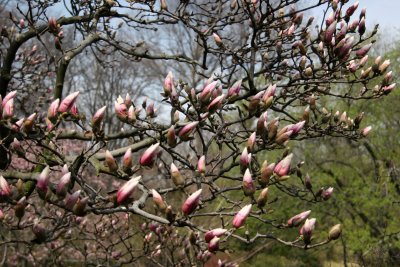 Magnolia Blossoms - Conservatory Gardens
