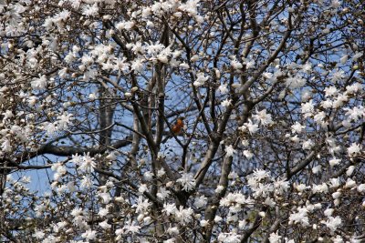 Robin in Magnolia Tree Blossoms - Conservatory Gardens