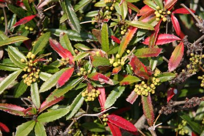 Mahonia Hedge - Conservatory Gardens