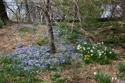 Chionodoxia & Daffodils - Conservatory Gardens