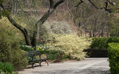 Daffodils, Winter Hazel & Spirea - Conservatory Gardens