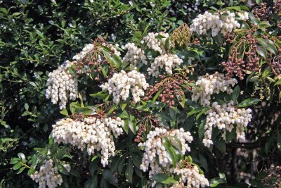 Pieris - Conservatory Gardens