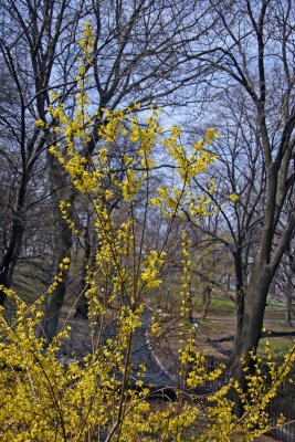 Forsythia & Park View from 5th Avenue at 103rd Street