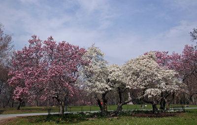Central Park Magnolia Hill