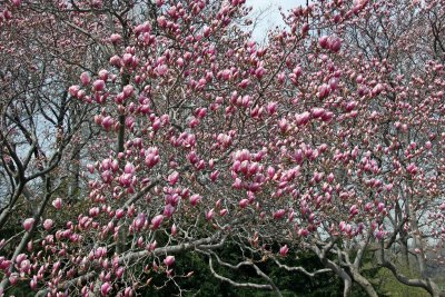 Magnolia Trees in Bloom - Magnolia Hill