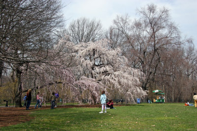 Cherry Trees near the Great Lawn