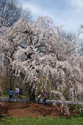 Cherry Trees near the Great Lawn
