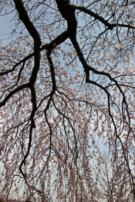 Cherry Tree Blossoms near the Great Lawn