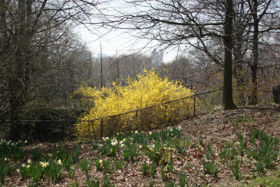 Forsythia & Daffodils near Cedar Hill