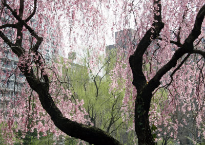Garden View - Cherry & Willow Tree