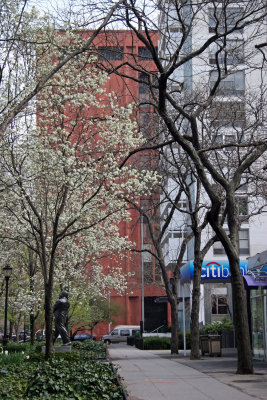 Pear Tree Blossoms & NYU Library